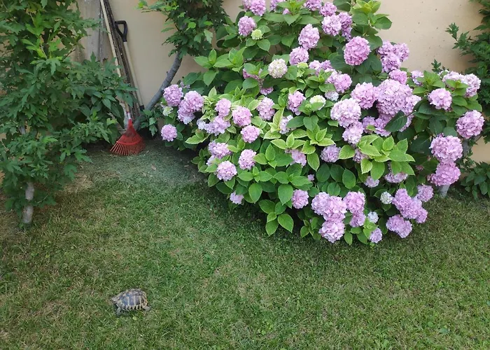 Spacious Apartment With Big Garden Near Beach