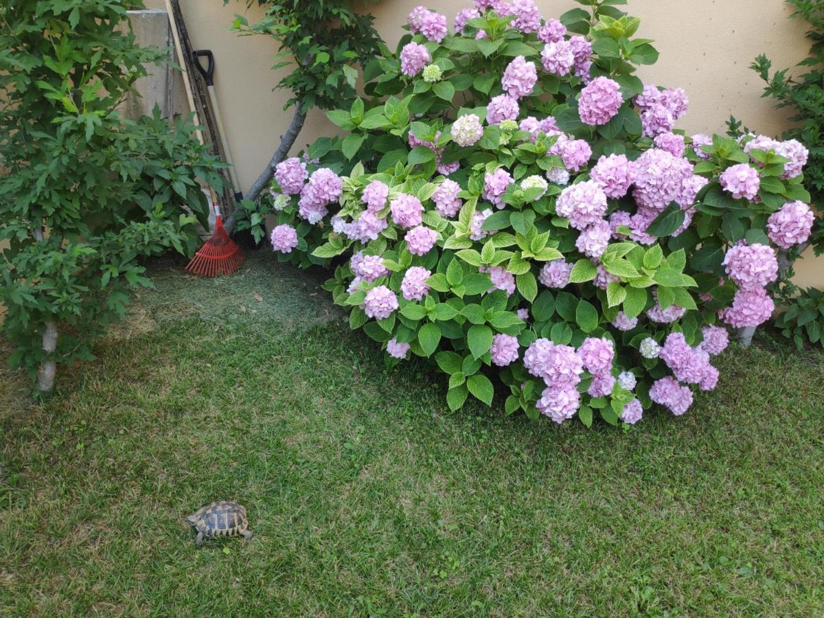 Appartement Spacious With Big Garden Near *